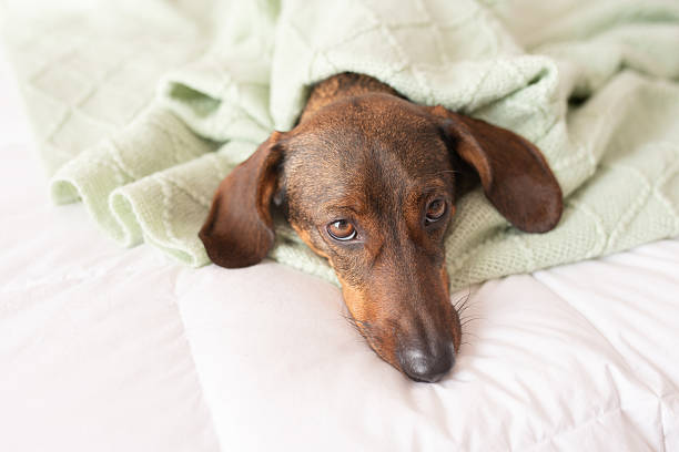 istock dachshund puppy lying in bed. 2251825877
