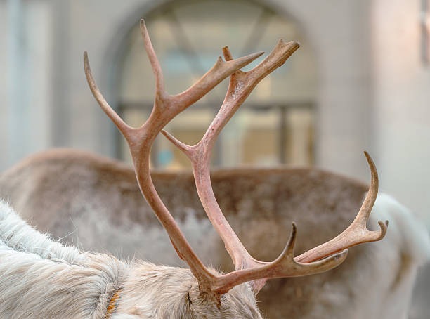 Red deer's back, antlers, and ears; close-up view in a wildlife setting.