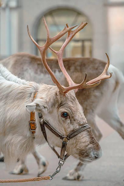 Reindeer with beautiful antlers close-up on a soft blurred background.