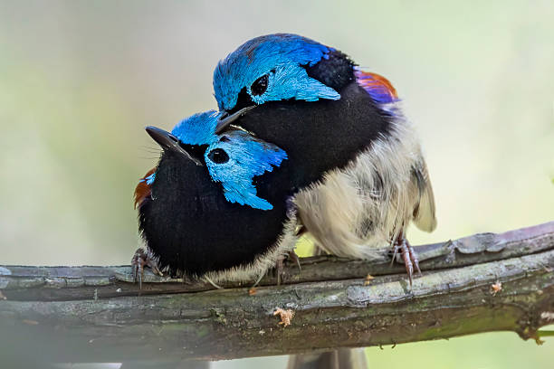 istock Australiam Varigated Fairywrens 2251827373
