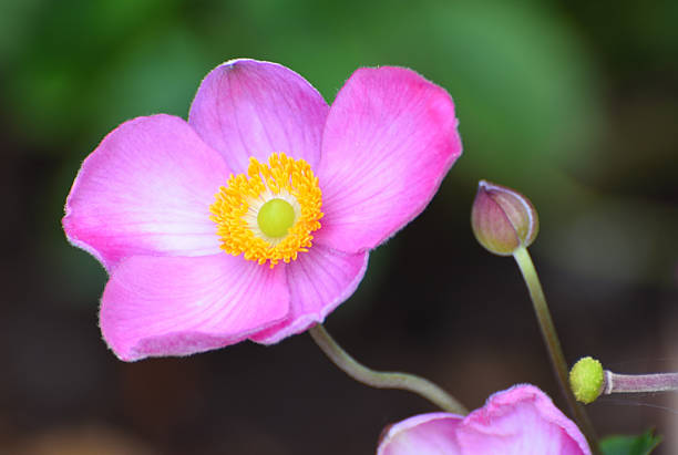 blossom of an autumn anemone, soft yellow pollen pistils, pollen pistils of a pink flower, yellow petals