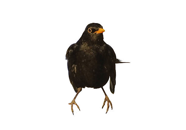 istock Blackbird isolated on white. Turdus merula 2251827942