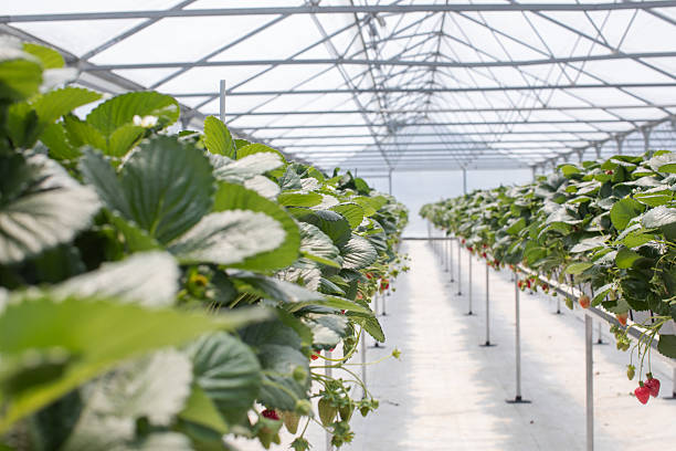 A high-tech strawberry greenhouse featuring long symmetrical rows of lush green plants with ripening strawberries. Modern agricultural methods and sustainable berry production.