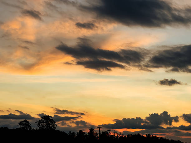Silhouette of Trees at Golden Hour