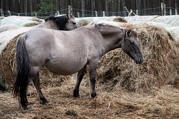 istock A Polish horse grazing in a forest in a herd. Selective focus. 2251832712