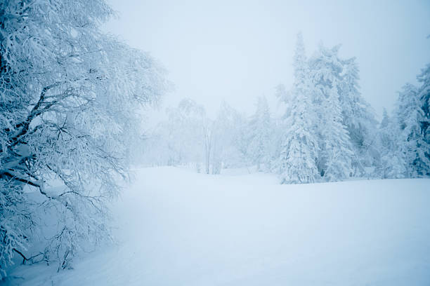 winter landscape with snow-covered taiga, Russia