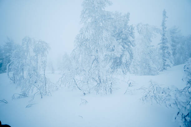 winter landscape with snow-covered taiga, Russia