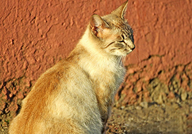 Cat. Cat sitting half-side, covering his eyes in the sunset.