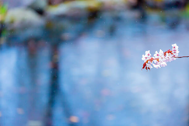 Reflection of cherry twig with white blossoms on water