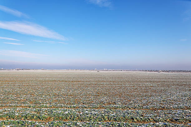 Broccoli field, under a cloudy sky, with Gabilan Mountain Range in the background.\n\nTaken near Chualar, California, USA.