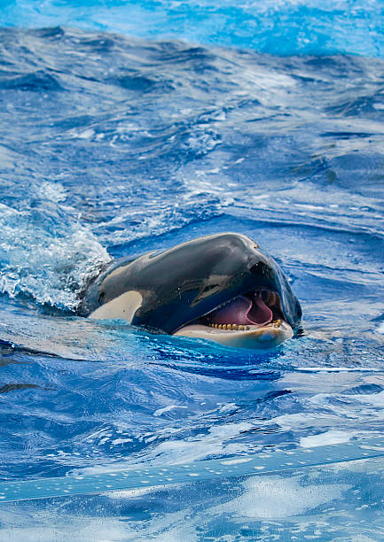 istock A killer whale leaps at the aquarium, sending water spraying upwards 2251838347