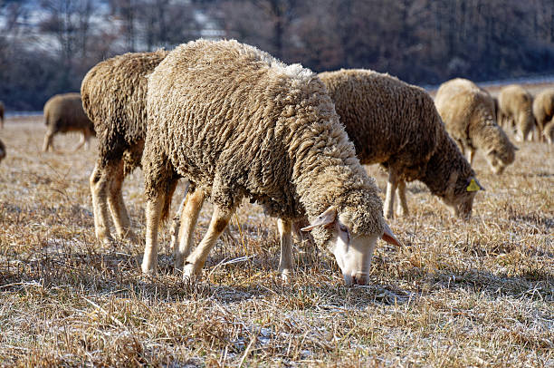 istock Sheep graze peacefully in a field, enjoying the sunshine and open space. 2251838354