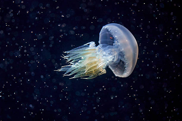 Jellyfish isolated on black background.