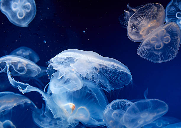 istock Jellyfish isolated on black background. 2251838436