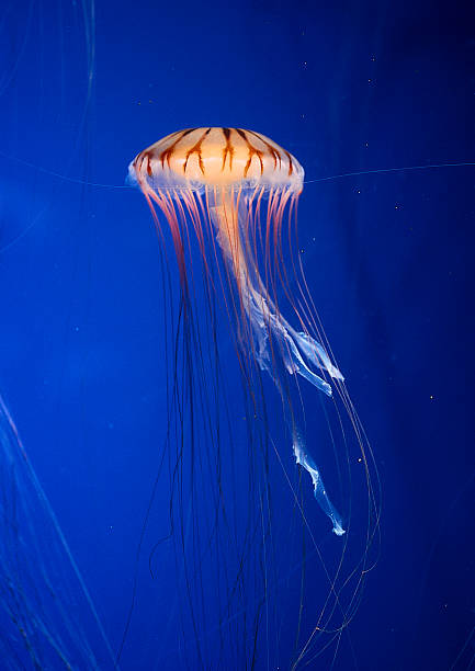 istock Jellyfish isolated on black background. 2251838518