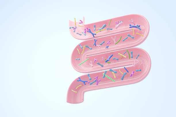istock Probiotics bacteria background with copy space illustrating gut flora and immune system concept 2251838627
