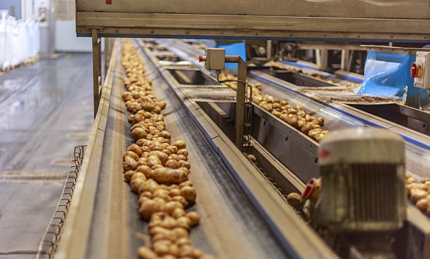 istock Potato conveyor line at the chips factory. 2251839340