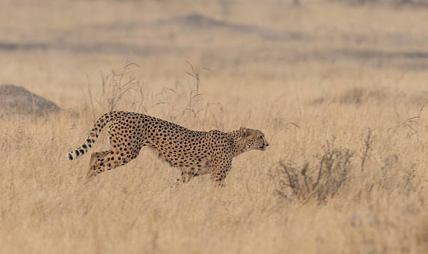 istock A Cheetah (Acinonyx jubatus)  about to start running after a prey 2251839379