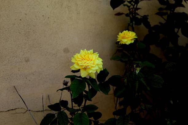 istock rose flower plant – Rosa spp. 2251842542