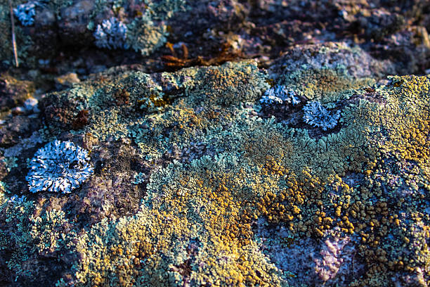 Textured beauty: A rock surface adorned with multicolored lichen. Perfect for nature-themed designs and artistic use