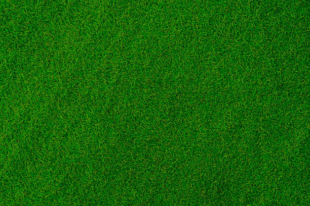 istock A green field with grass that is very short 2251846745