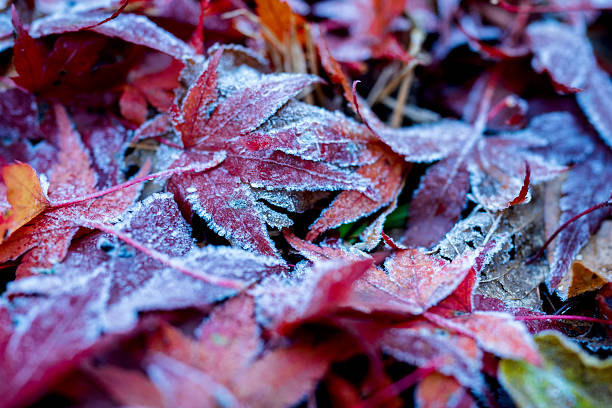A close-up of vibrant red and orange maple leaves blanketed in a delicate layer of white frost on the forest floor.