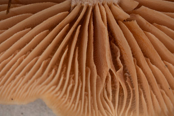 Slat mushroom trumpet chanterelle in the coniferous forest with brown slats