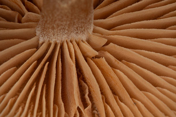 istock Slat mushroom in the coniferous forest 2251849254
