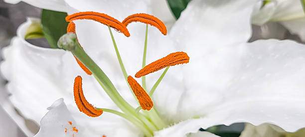 istock Orange pollen on white flowers 2251849266