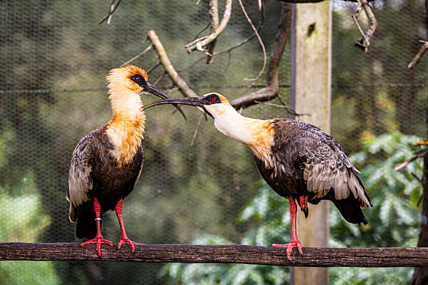 A captivating image of two Buff-necked Ibis (Theristicus caudatus), a large wading bird native to South America, interacting on a wooden perch. The bird on the left, with its ruffled, warm buff-colored neck feathers, and the bird on the right, show their characteristic black bills, red eyes, and bright pink-red legs. They are positioned facing each other, bills touching or crossed, a moment of social bonding or courtship. The is inside an enclosure with a blurred background of green foliage and fencing.