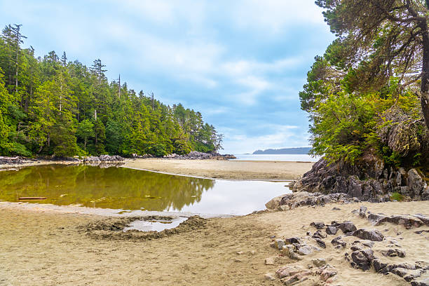 Calm water reflecting the lush forest creates a serene beach scene in tofino, british columbia, highlighting the tranquil beauty of this picturesque coastal landscape
