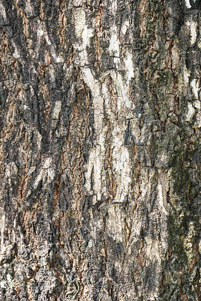 istock Abstract tree bark texture featuring vertical segments of green, brown, and pale white-blue lichen. 2251851938
