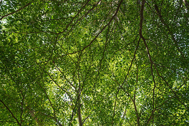 A low-angle view of lush, bright green foliage and dark branches creating a vibrant, natural background or ceiling.