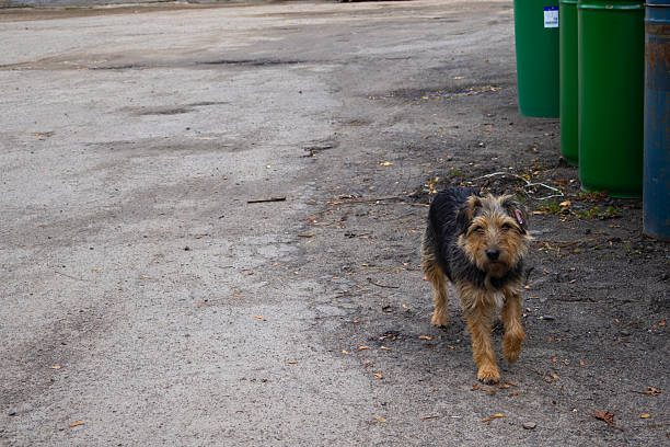 A small dog walks on a dirt path beside green bins in an empty area during daylight.