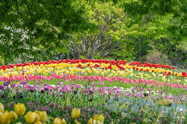 istock Colorful Tulip Field in Spring 2251855333