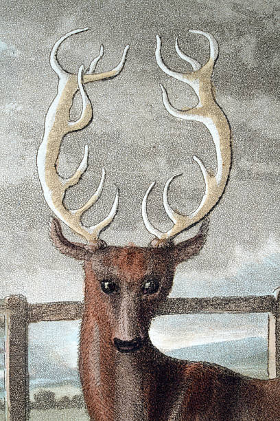 istock Stag, Deer, with large antlers, 1822, 19th Century Vintage illustration 2251856652