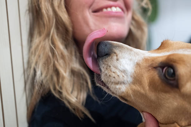 istock Happy dog licking woman showing affection 2251857691
