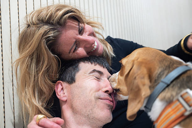 istock Couple laughing while beagle dog licking man's face 2251857728