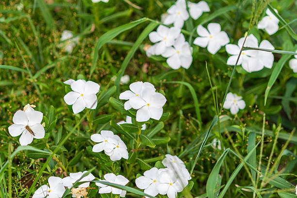 A close-up view of white Madagascar Periwinkle (Catharanthus roseus) flowers blooming with green leaves in a garden.