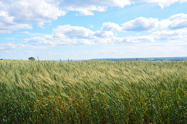istock Vast Green Crop Field Under a Bright Blue Sky in windy day 2251860769