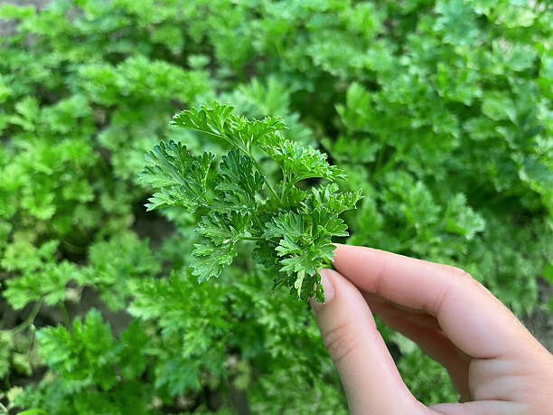 istock Fresh Parsley Sprig in a Green Garden 2251862534
