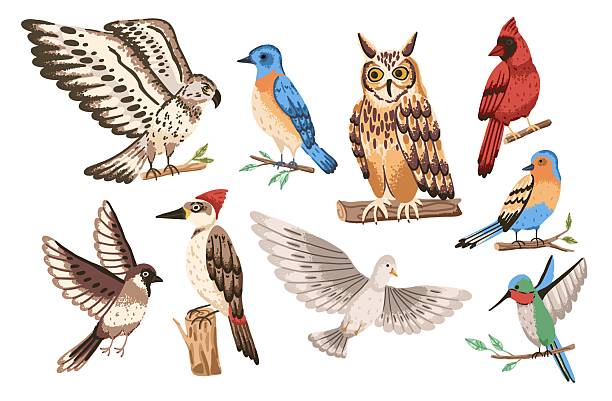 istock North american bird on branch and flying. Red cardinal, sparrow, robin and other 2251864617