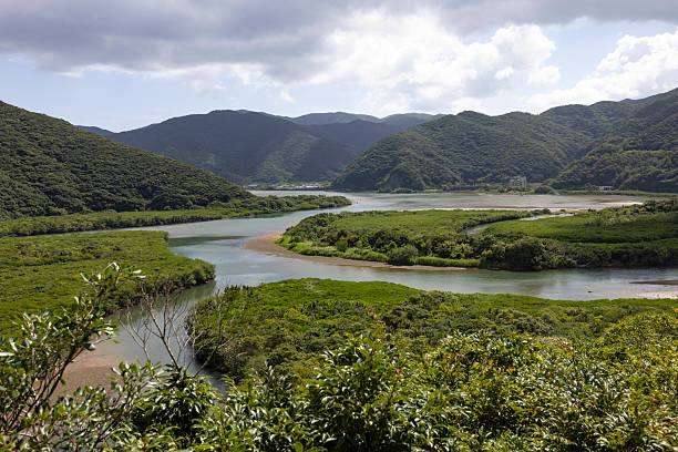 Winding river flowing through dense mangrove vegetation on Amami Oshima, Japan, surrounded by green hills under a cloudy sky.