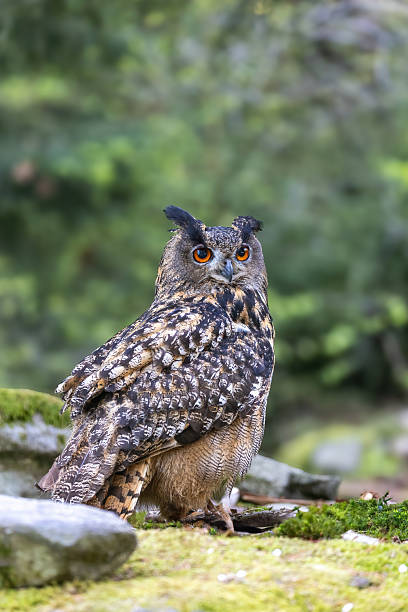 istock Eurasian eagle owl is looking at the camera. 2251866468