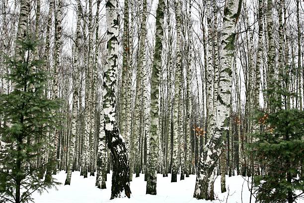 Photograph of birch trunks without leaves. Early spring