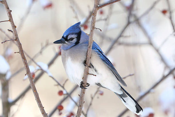 istock blue jay in nature during winter 2251870618