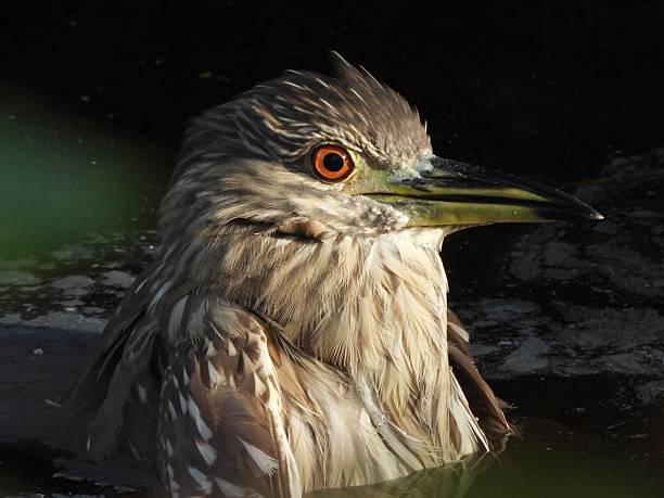 Black-crowned Night-Heron - profile, portrait