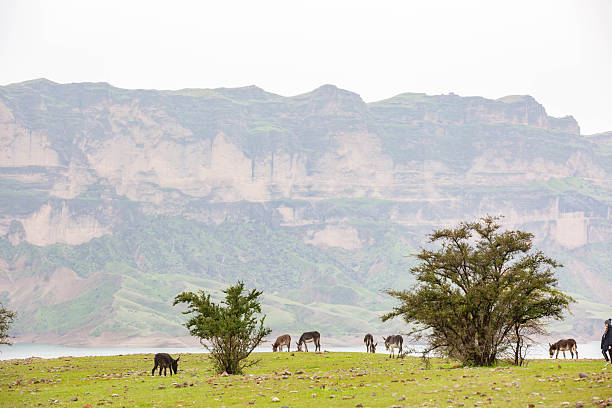 Scenic view of the Karkheh Dam area in Khuzestan Province, Iran, featuring green grasslands, grazing animals, distant mountains, and a dramatic cloudy sky. The image represents water resources, rural life, and natural landscapes in southwestern Iran.