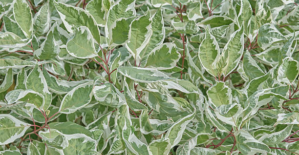 istock Vibrant variegated dogwood leaves. Background, texture 2251878066