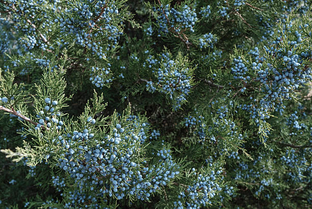 A beautifully detailed close-up of a lush evergreen cypress tree, Thuja occidentalis captured with soft, even lighting for a studio-like effect. The rich green textures and intricate needle patterns make this image ideal for backgrounds, eco-themed designs, environmental concepts, and nature-inspired projects. Perfect for showcasing the beauty of trees, plants, and sustainable living.